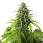 AK Auto cannabis plant with compact cone-shaped buds and slender green leaves.