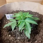 AK Autoflowering Cannabis Seed