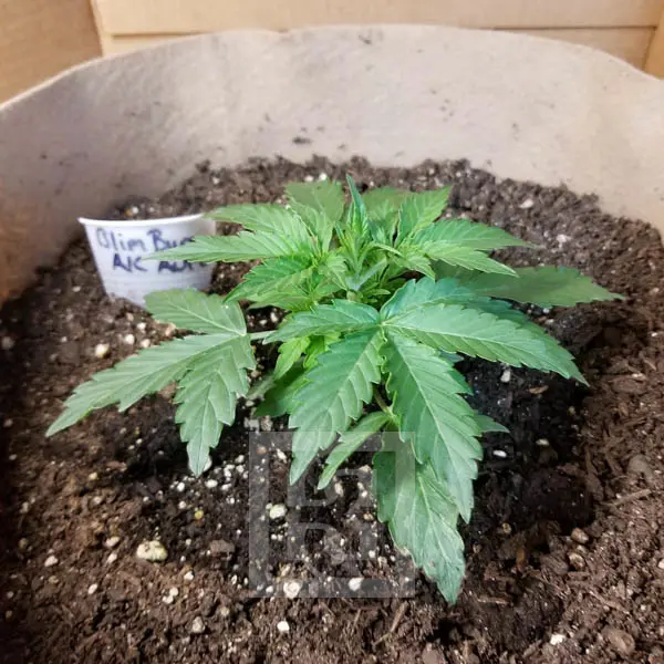 AK Autoflowering Cannabis Seed