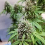 Elite AK Auto Cannabis Seed Showcase