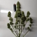 Green Giant AK Auto Seed - Growth and Potency