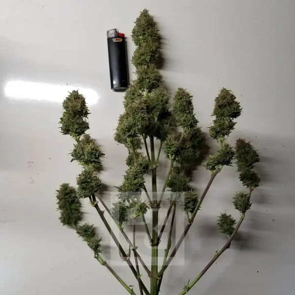 Green Giant AK Auto Seed - Growth and Potency