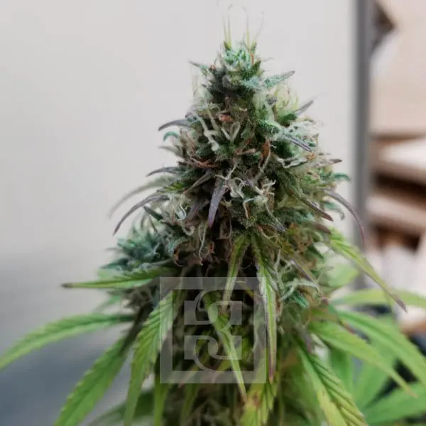 AK Auto Hybrid Vigor - A Balanced Cannabis Experience