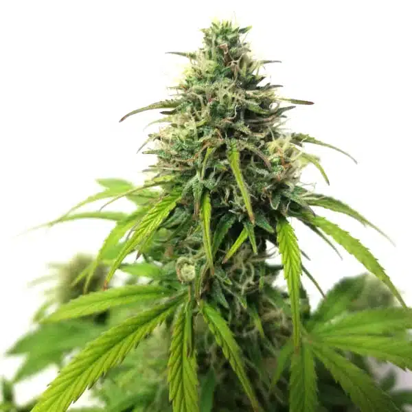 AK Auto cannabis plant with compact cone-shaped buds and slender green leaves.