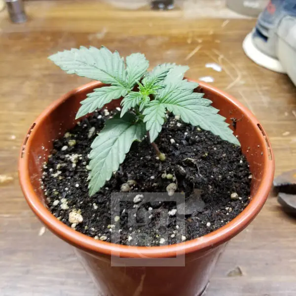 Quick Grow AK Auto Seed Thriving