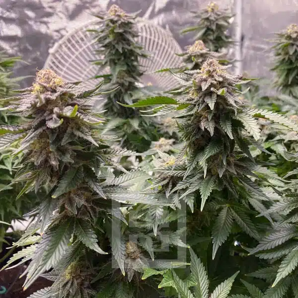 GSC Feminized Seeds on Display