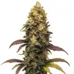 BC Diesel strain with dense buds and rich green foliage.