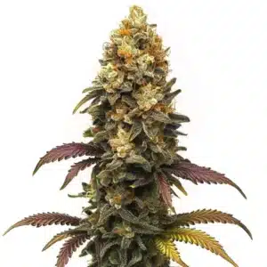 BC Diesel strain with dense buds and rich green foliage.