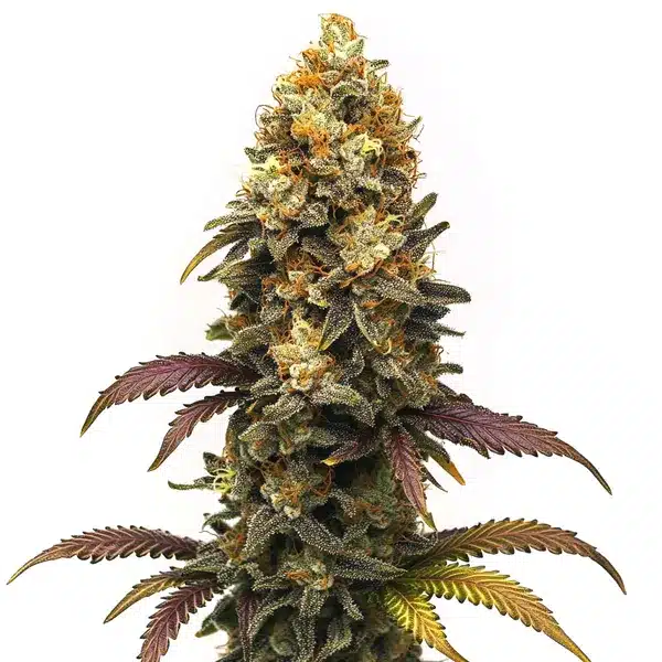 BC Diesel strain with dense buds and rich green foliage.