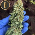 BCDIESELCANNABISBUDS