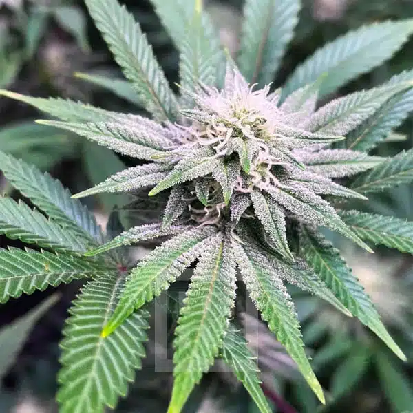 Bruce Banner #3: Premium Cannabis Genetics