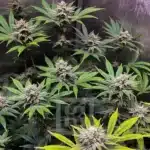 Superior Quality Bruce Banner #3 Seeds