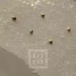 High-Quality Bruce Banner #3 Cannabis Seeds