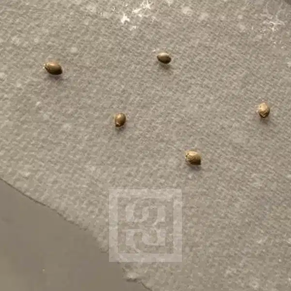 High-Quality Bruce Banner #3 Cannabis Seeds