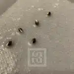 Premium Pack of Bruce Banner #3 Marijuana Seeds