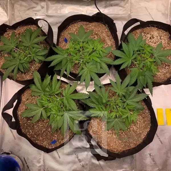 Elite Strain Bruce Banner #3 Seeds