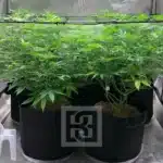 Potent Bruce Banner #3 Strain for Growers