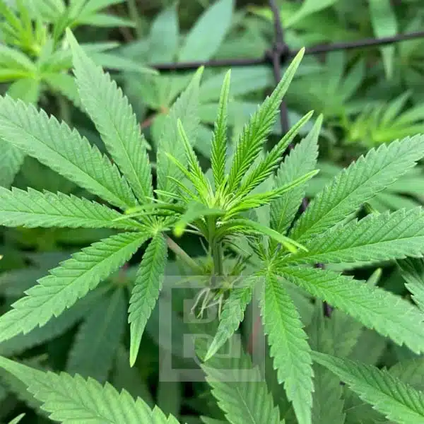 Sativa-Dominant Bruce Banner #3 Seeds