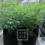 Cult Favorite Bruce Banner #3 Cannabis Seeds