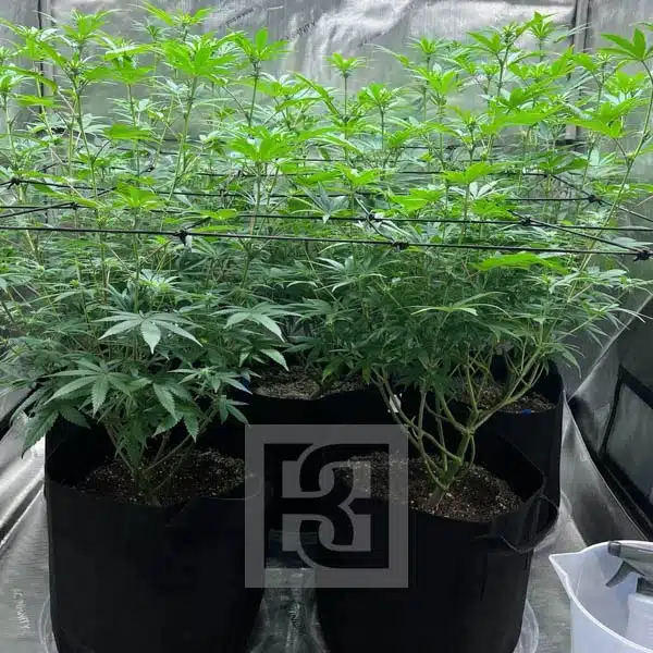 Cult Favorite Bruce Banner #3 Cannabis Seeds