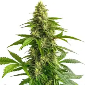 Bruce Banner #3 FBV plant with dense buds and lush green leaves.