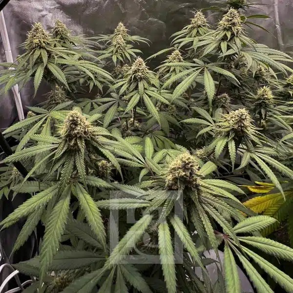 Close-up of Cafe Racer Cannabis Seeds, symbolizing top-quality cultivation