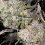 Cafe Racer – A unique blend of rare and high-quality cannabis seeds