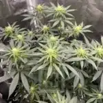 Cafe Racer's elite cannabis seeds, perfect for discerning cultivators