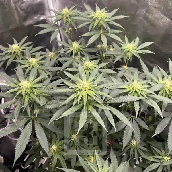 Cafe Racer's elite cannabis seeds, perfect for discerning cultivators