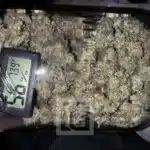 Exquisite Cafe Racer strain, a masterpiece in cannabis genetics