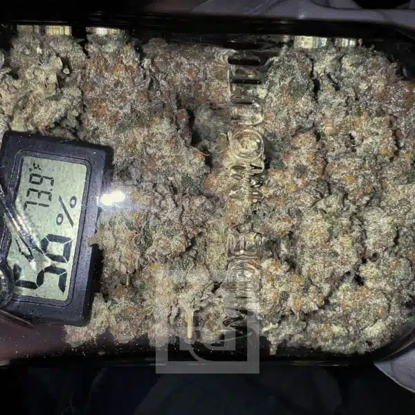 Exquisite Cafe Racer strain, a masterpiece in cannabis genetics