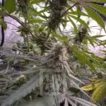 Cafe Racer – A blend of top genetics for superior cannabis experience