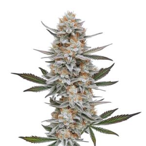 Chemdog #4 strain with resin-covered, dense buds from Blimburn Seeds