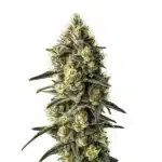 Cindy 99 cannabis strain, Cindy 99 marijuana plant, Cindy 99 buds, Cindy 99 sativa genetics, Cindy 99 Blimburn Seeds