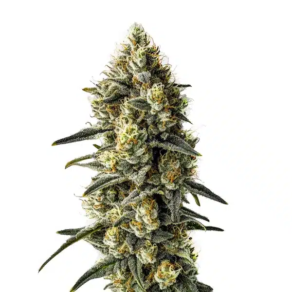 Cindy 99 cannabis strain, Cindy 99 marijuana plant, Cindy 99 buds, Cindy 99 sativa genetics, Cindy 99 Blimburn Seeds