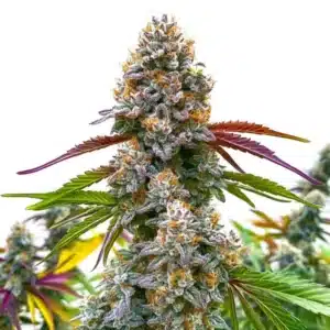 Critical Daddy Purple strain featuring vibrant purple buds covered in glistening trichomes.