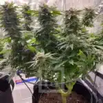 Feminized GSC Seeds in Natural Light