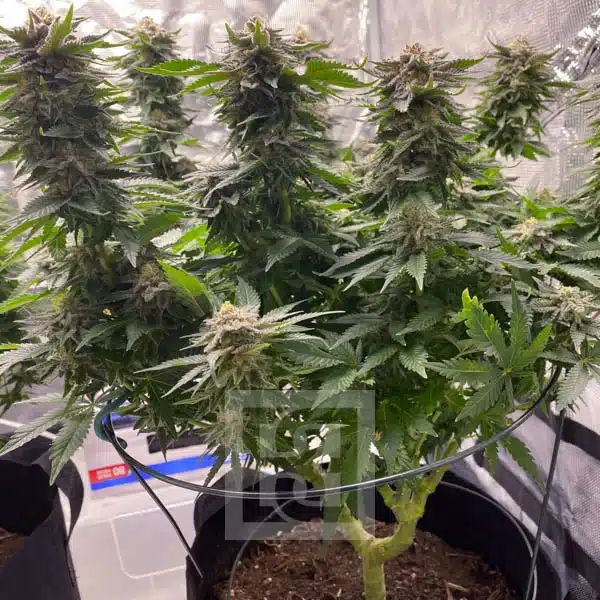 Feminized GSC Seeds in Natural Light