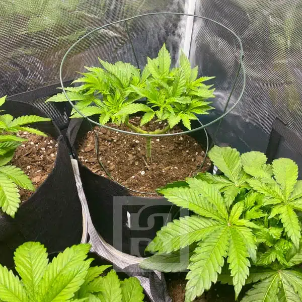 Premium Girl Scout Cookies Cannabis Seeds