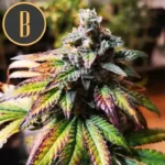 GORILLAGLUE4PLANT1