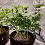 Hybrid Girl Scout Cookies Seeds Showcase