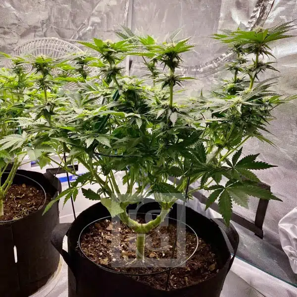 Hybrid Girl Scout Cookies Seeds Showcase