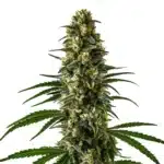 Girl Scout Cookies cannabis plant with frosty, compact green buds and bright orange pistils.