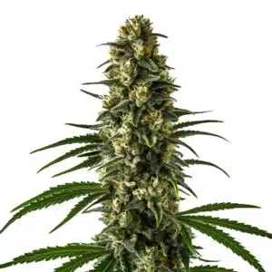 Girl Scout Cookies cannabis plant with frosty, compact green buds and bright orange pistils.