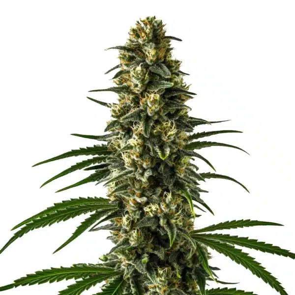 Girl Scout Cookies cannabis plant with frosty, compact green buds and bright orange pistils.
