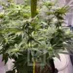 Authentic GSC Seed Genetics Visual
