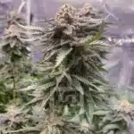 Heritage Girl Scout Cookies Seeds Image