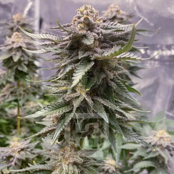 Heritage Girl Scout Cookies Seeds Image