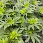 Legendary Girl Scout Cookies Seed Variety