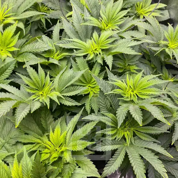 Legendary Girl Scout Cookies Seed Variety